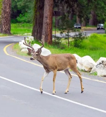 Incidenti con animali